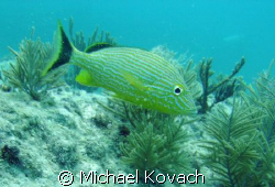 Fish on the Inside Reef at Lauderdale by the Sea by Michael Kovach 